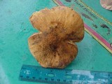 Chroogomphus tomentosus image