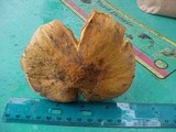 Chroogomphus tomentosus image