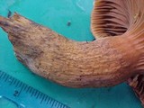 Chroogomphus tomentosus image