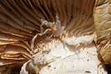 Neolentinus lepideus image