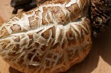 Neolentinus lepideus image