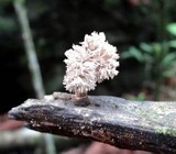 Xylocoremium flabelliforme image