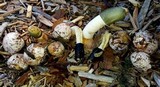Phallus ravenelii image