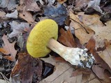 Boletus chippewaensis image