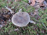 Hygrophorus camarophyllus image