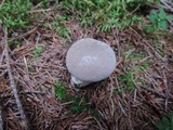 Lycoperdon lividum image