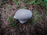 Lycoperdon lividum image