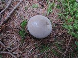 Lycoperdon lividum image