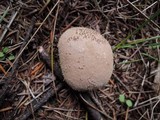 Lycoperdon echinatum image