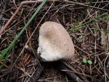 Lycoperdon echinatum image