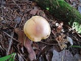 Hygrophorus tennesseensis image