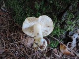 Hygrophorus tennesseensis image