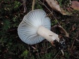 Hygrophorus camarophyllus image