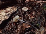 Leptonia diversa image
