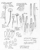 Leptonia diversa image