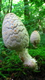 Coprinopsis variegata image