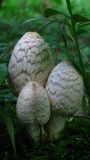 Coprinopsis variegata image
