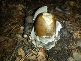 Amanita sect. Vaginatae image
