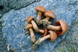 Cortinarius harrisonii image