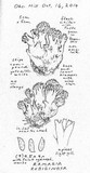 Ramaria rubiginosa image