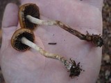 Hypholoma ericaeum image
