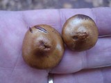 Hypholoma ericaeum image