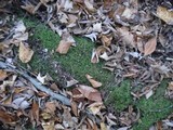 Hypholoma ericaeum image