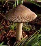 Amanita sect. Vaginatae image