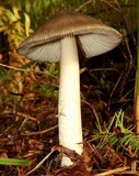 Amanita sect. Vaginatae image