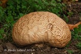 Calvatia craniiformis image