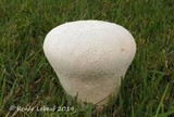 Lycoperdon utriforme image