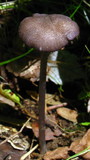 Entoloma allochroum image
