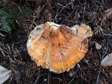 Laetiporus conifericola image