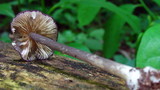 Entoloma allochroum image