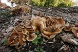 Hohenbuehelia petaloides image