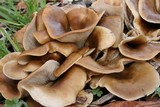 Hohenbuehelia petaloides image