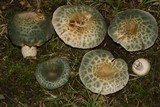 Russula parvovirescens image
