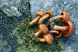 Cortinarius harrisonii image