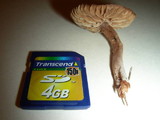 Gymnopus subnudus image