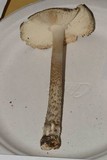 Amanita sect. Vaginatae image