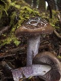 Cortinarius vanduzerensis image