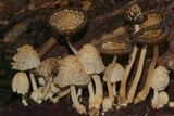 Coprinopsis variegata image