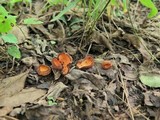 Geodina guanacastensis image
