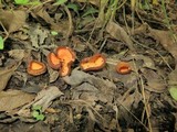 Geodina guanacastensis image