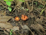 Geodina guanacastensis image