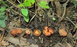 Geodina guanacastensis image