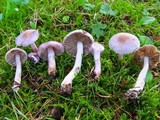 Inocybe pallidicremea image