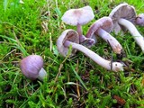 Inocybe pallidicremea image