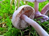 Inocybe pallidicremea image
