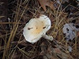 Hygrophorus flavodiscus image